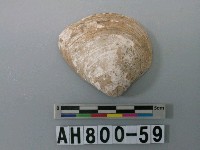 藏品(貝類)的圖片